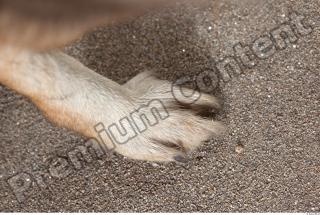 Wolf leg photo reference 0002